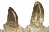Mosasaur Jaw Section with Two Teeth - Morocco #220673-6